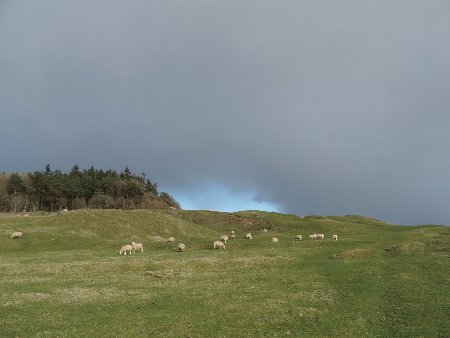 Sheep near Halton Red House.