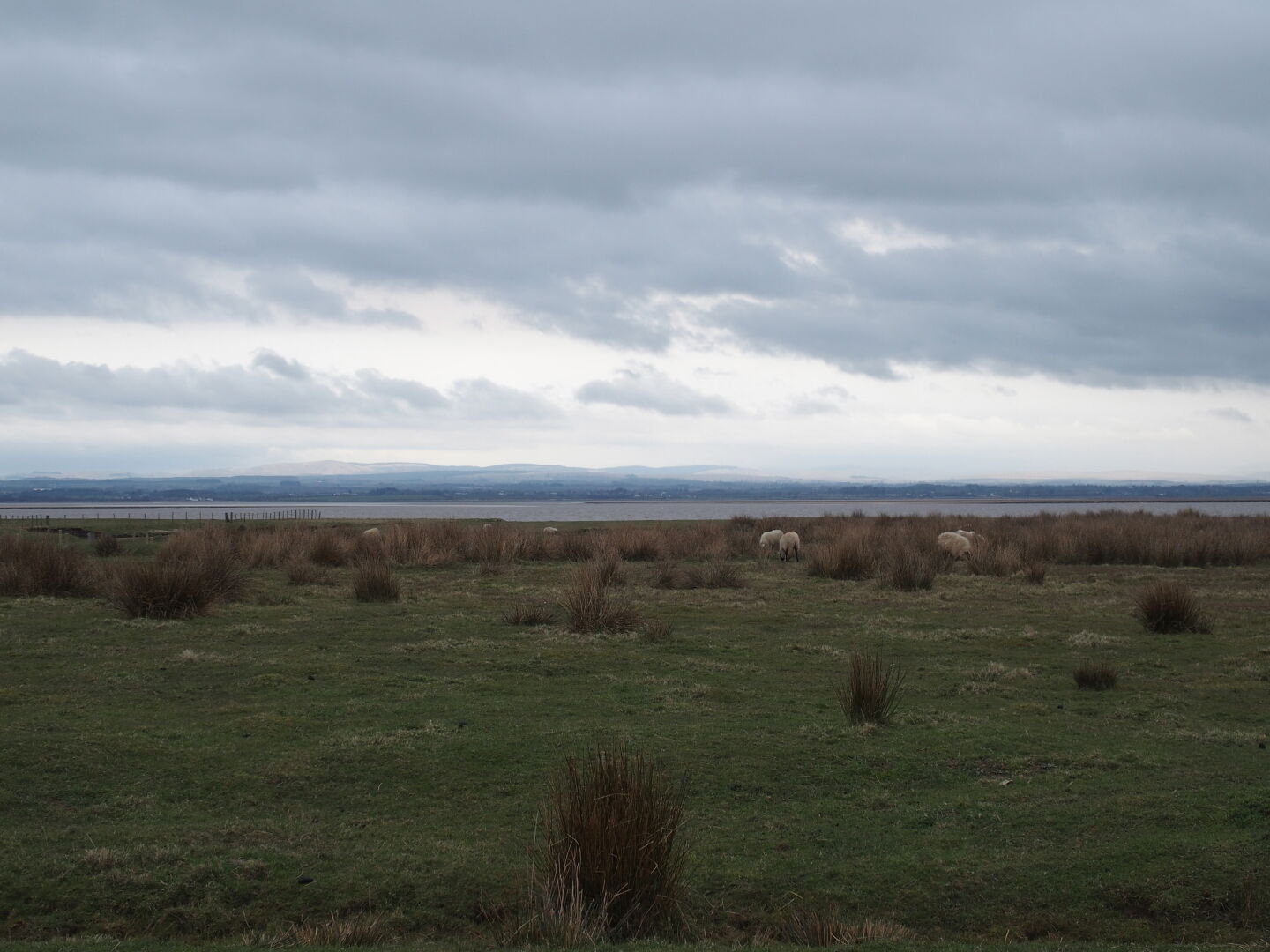 The Solway marshes.