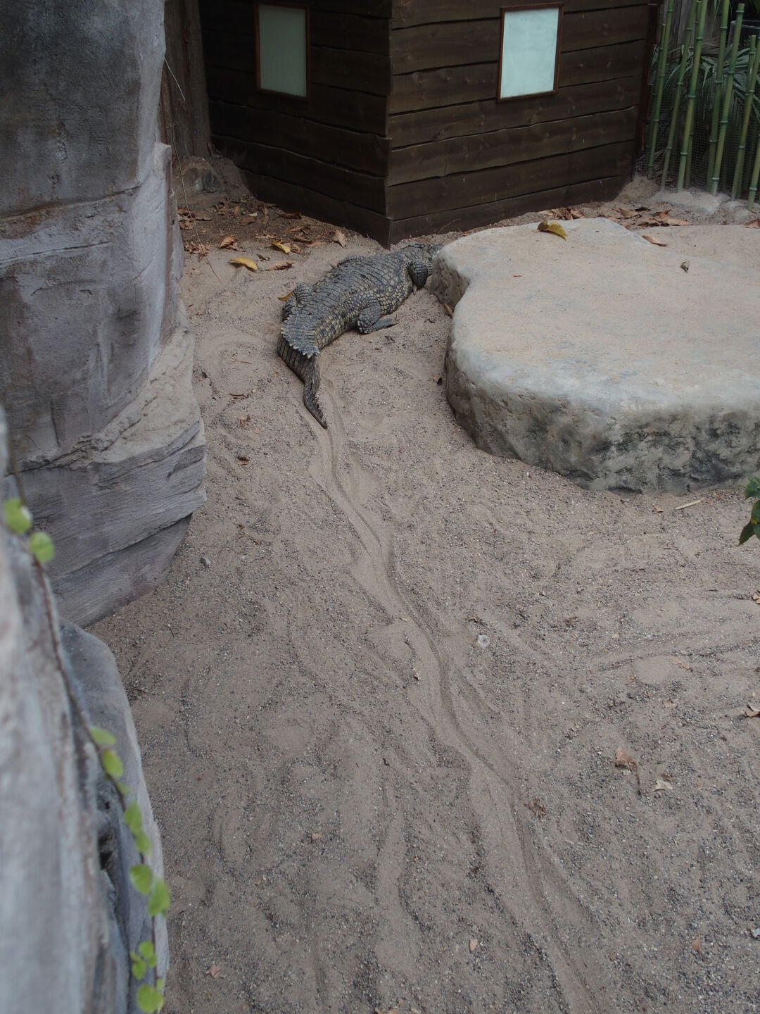 Krokodilspuren im Sand. Veröffentlicht mit freundlicher Genehmigung vom Tropen-Aquarium Hagenbeck.