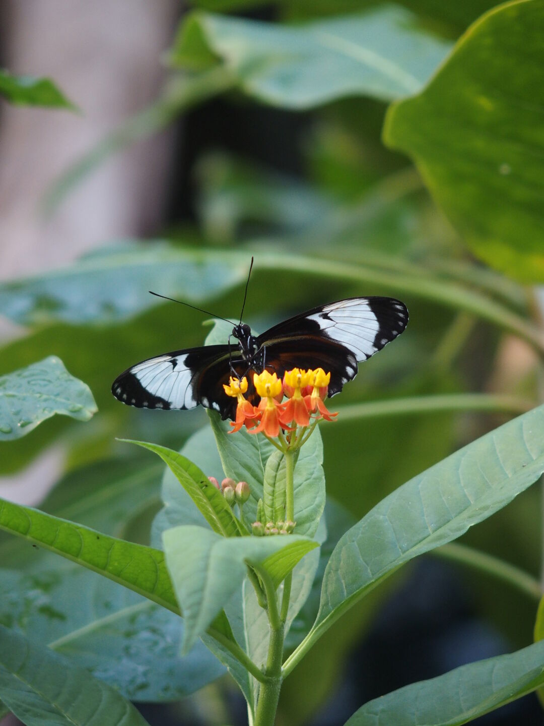 Im Tropenhaus: freifliegende Schmetterlinge...