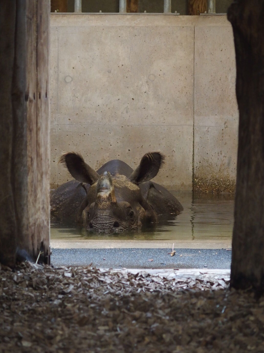 Das Nashorn in der Badewanne.