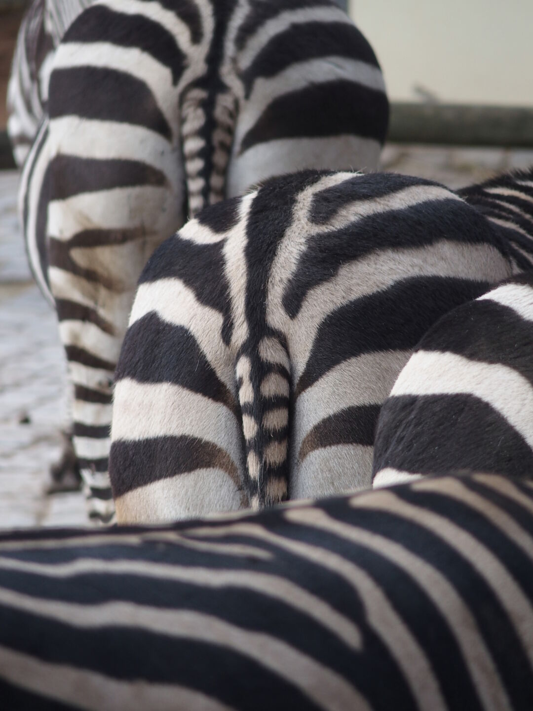 Die Zebras zeigen sich von ihrer besten Seite.