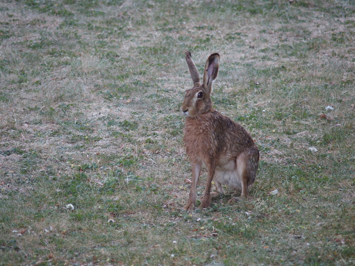 Brown hares are frequent visitors to our private gardens.