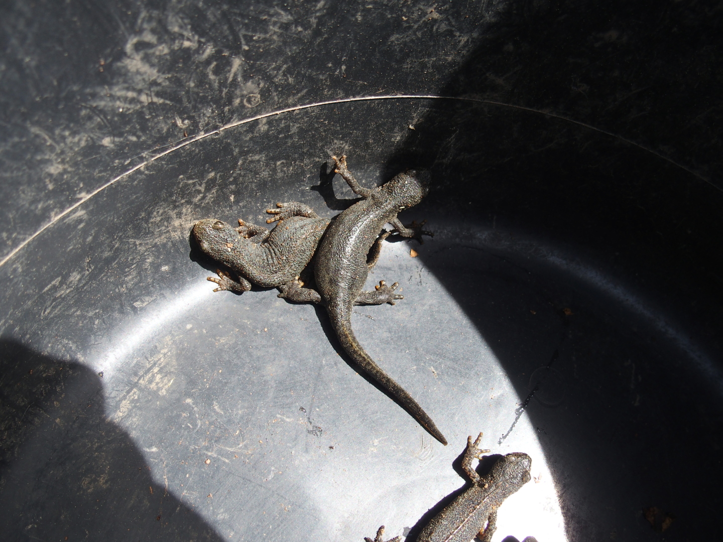 We met two members of NABU checking toad fences. Here is what they found: several alpine newts.