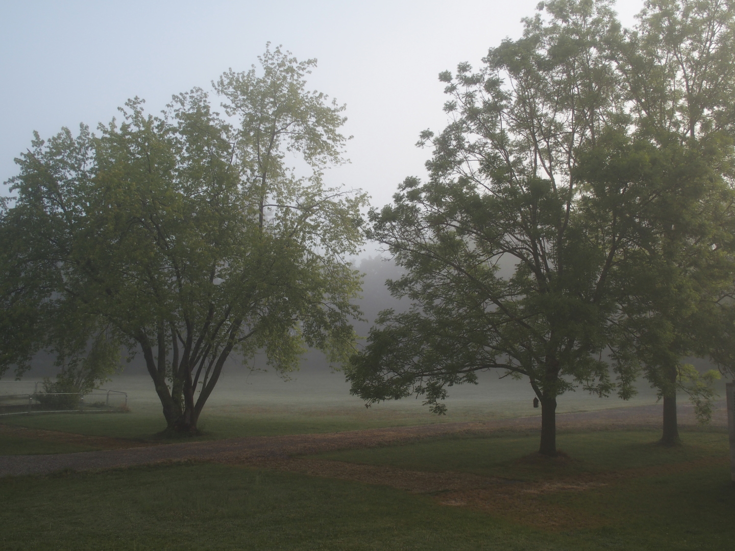 Morning mist in the gardens.