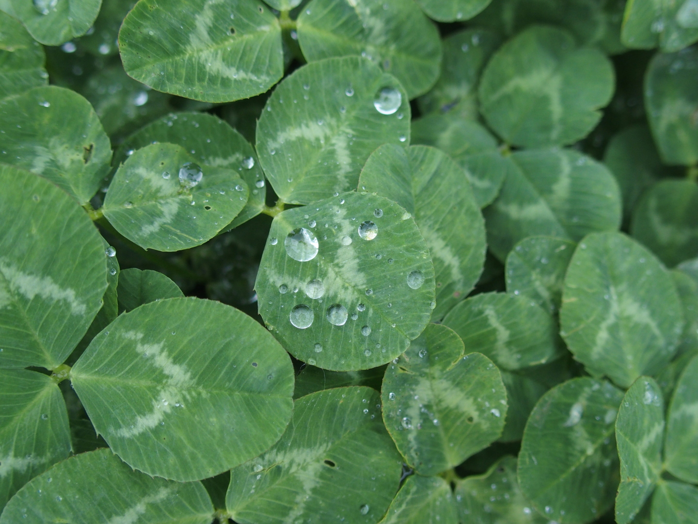 Water droplets on clover.