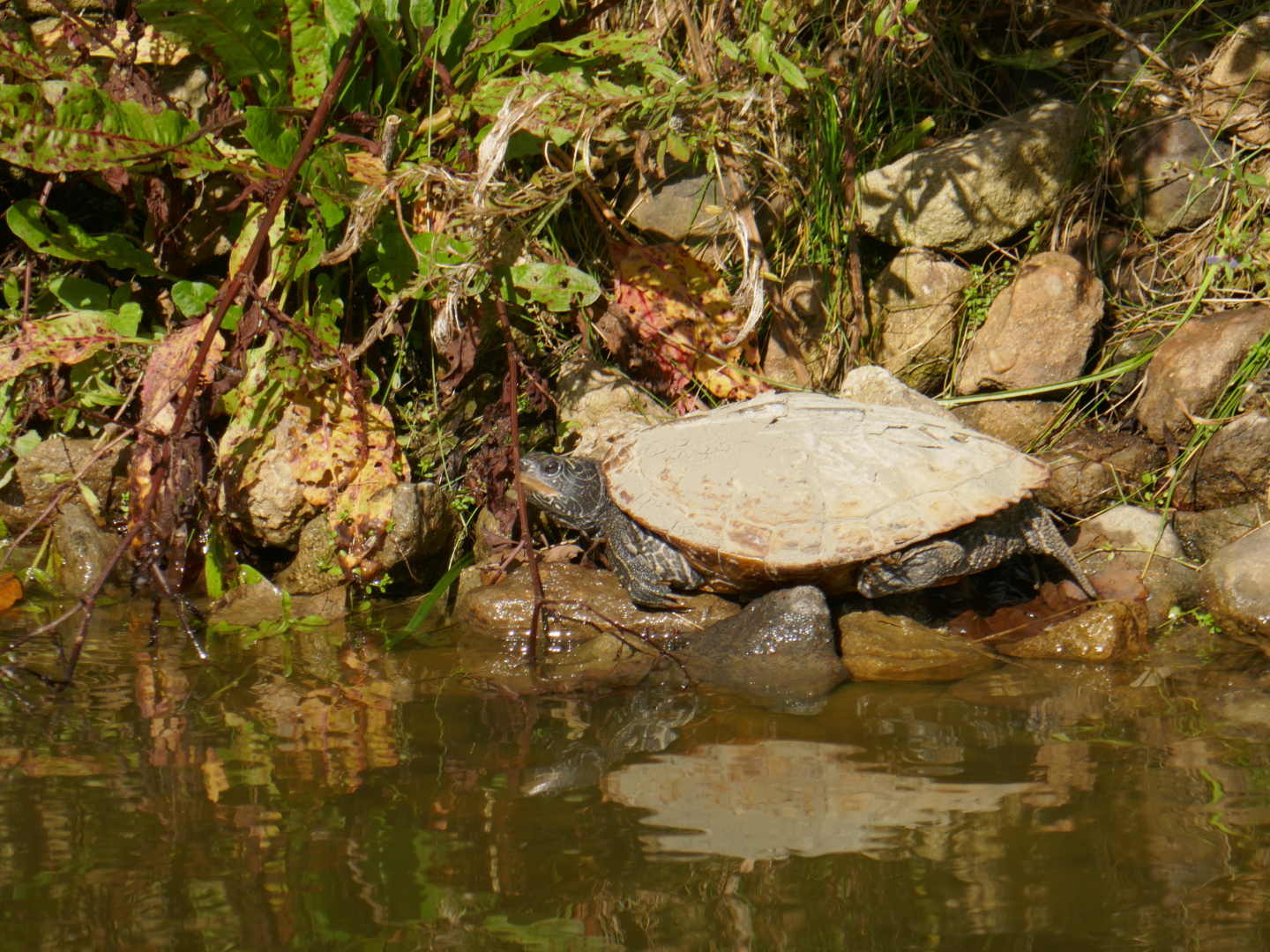 Wasserschildkröte am Charlottensee.