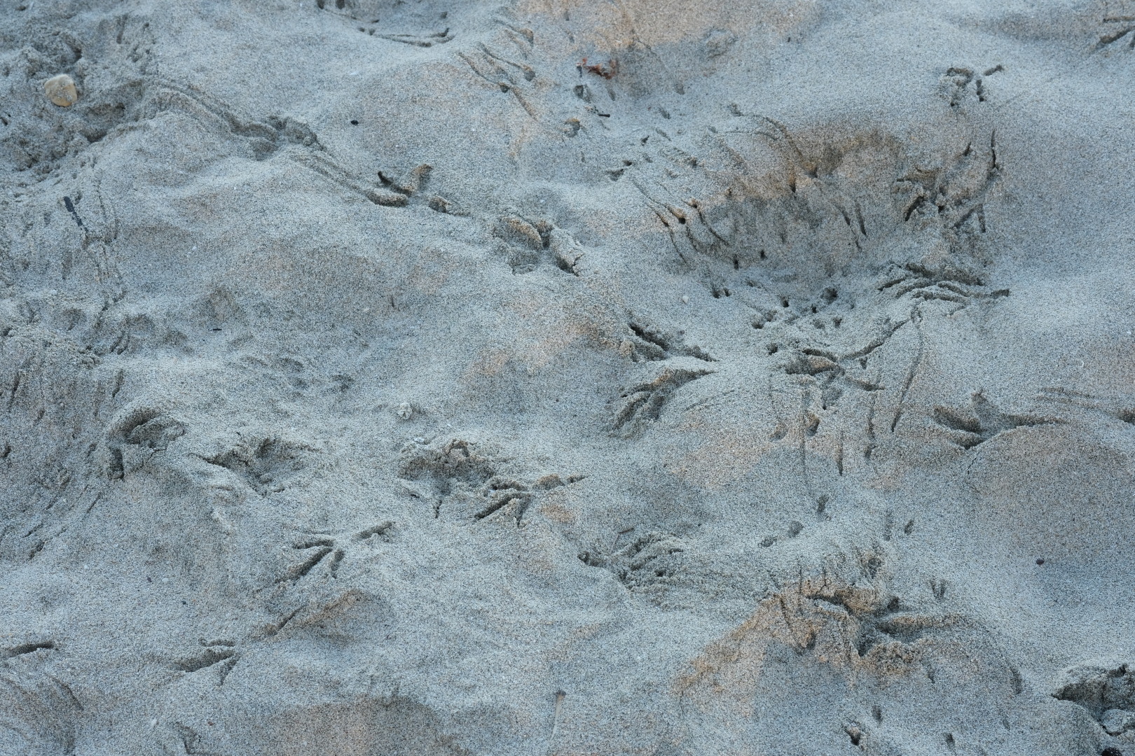 Hier war über Nacht wohl richtig was los! Spuren im Sand. 