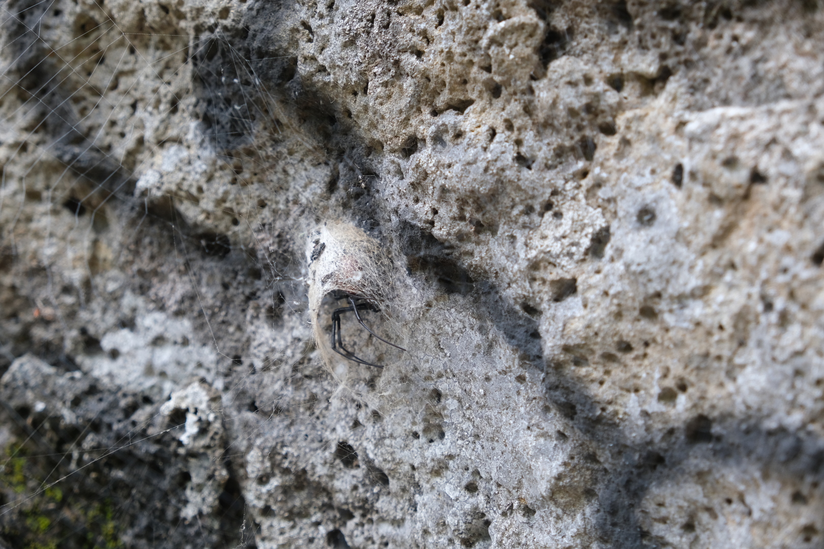 Diese dekorativen Spinnen lauern überall am Fels auf Beute. Ihr Hinterlaib misst etwa 1cm im Durchmesser. Alle Spinnen auf Réunion sind für Menschen völlig ungefährlich.