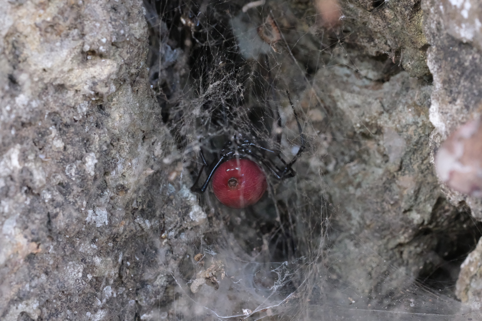 Diese dekorativen Spinnen lauern überall am Fels auf Beute. Ihr Hinterlaib misst etwa 1cm im Durchmesser. Alle Spinnen auf Réunion sind für Menschen völlig ungefährlich.