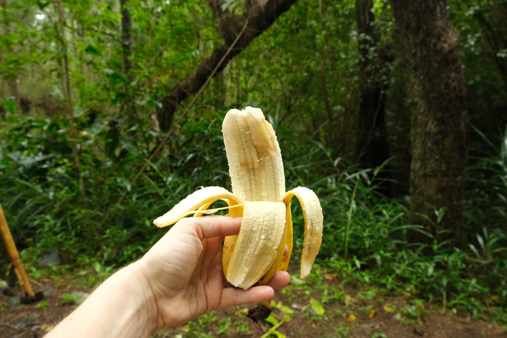 Die Bananen sind hier etwas größer als in Europa.