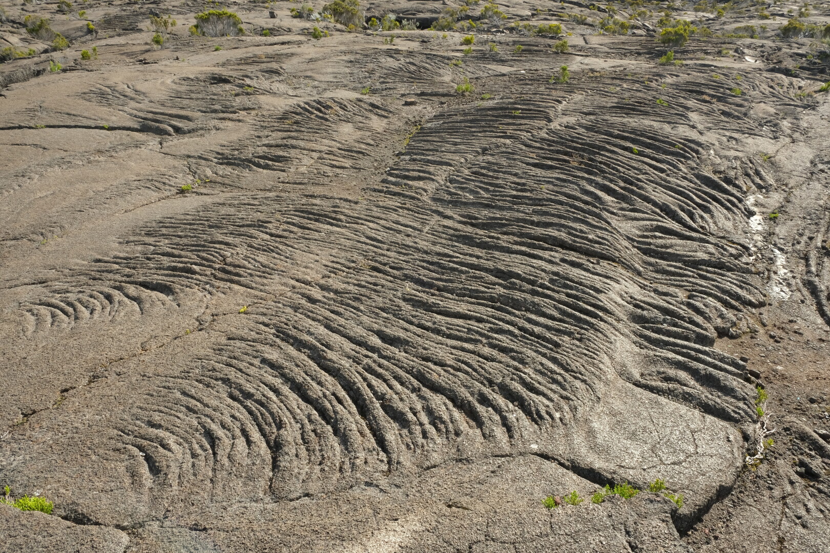 Die Pahoehoe-Lava macht diese lustigen Falten, wenn sie sich durch einen Spalt an die Oberfläche quetscht.