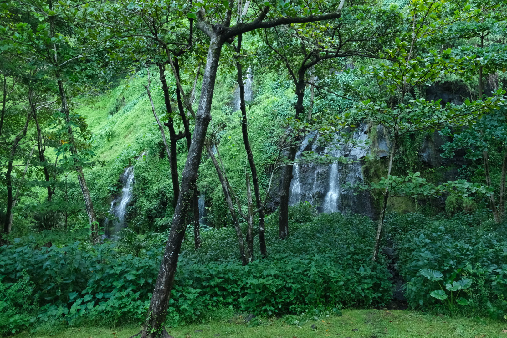 Wasserfälle bei Anse des Cascades. Der Palmenwald in der Bucht.