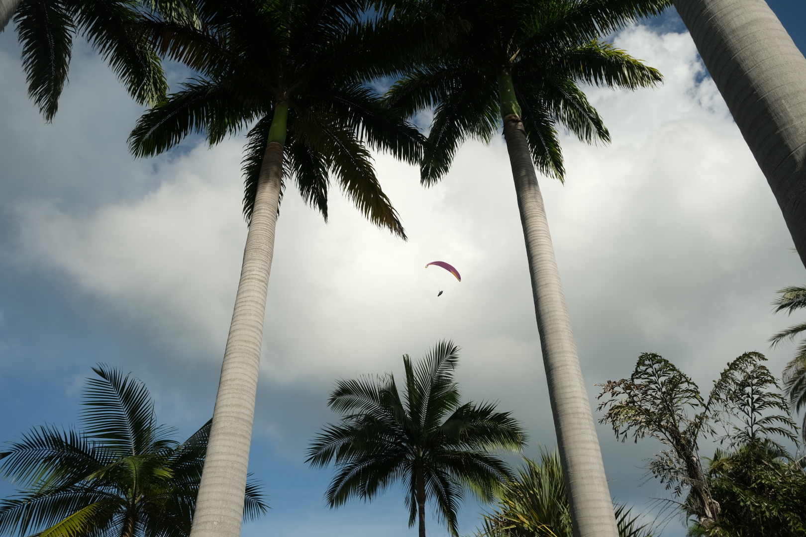 Riesige Seerosen blühen im Teich - nur morgens! Mittags klappen sie ihre Blüten zu. Im Palmengarten: durch die Palmen hindurch sieht man immer wieder Paraglider.