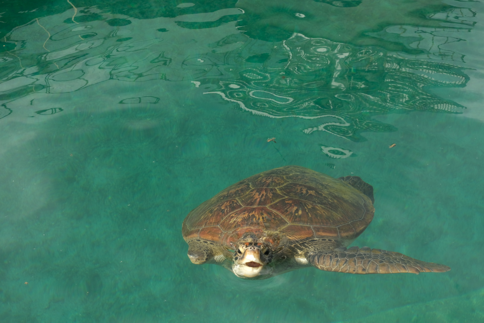 Meeresschildkröten in der Station Kélonia.