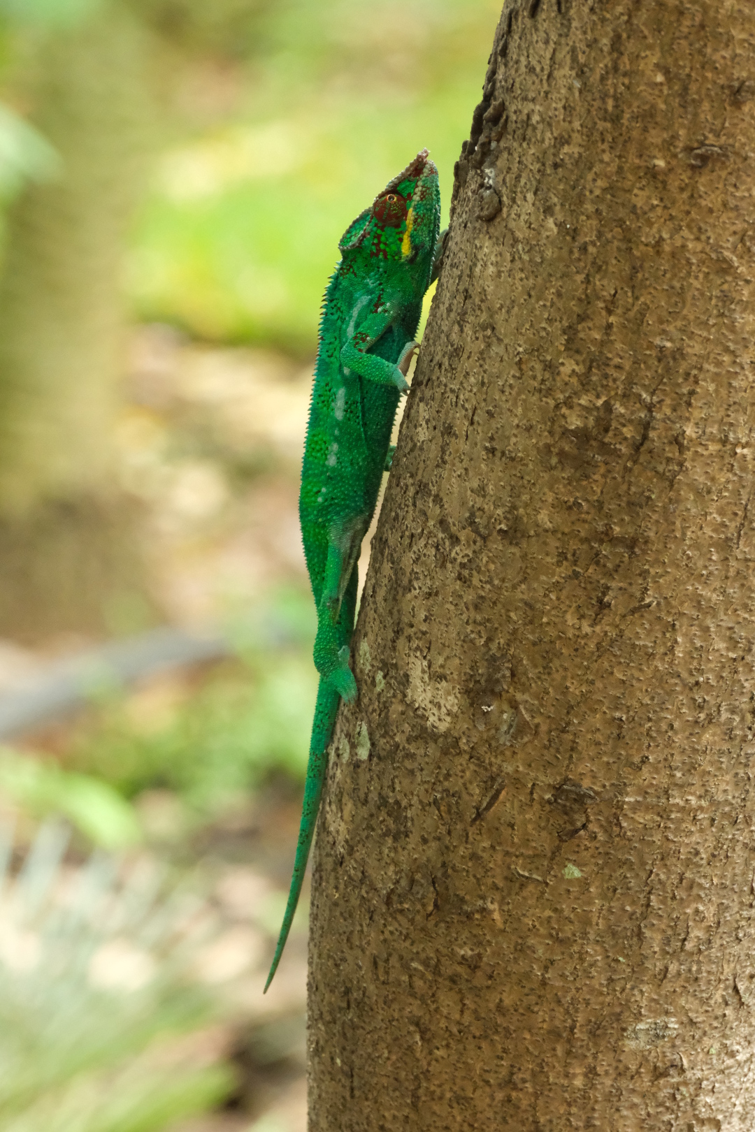 Pantherchamäleons im Jardin d'Eden. Die Weibchen sind rotbraun, die Männchen  grün.
