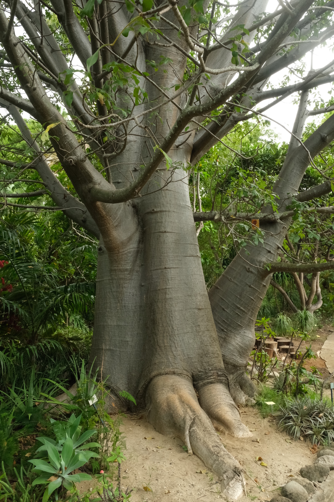 Rose de porcelaine (Etlingera elatior) und Baobab im Jardin d'Eden.