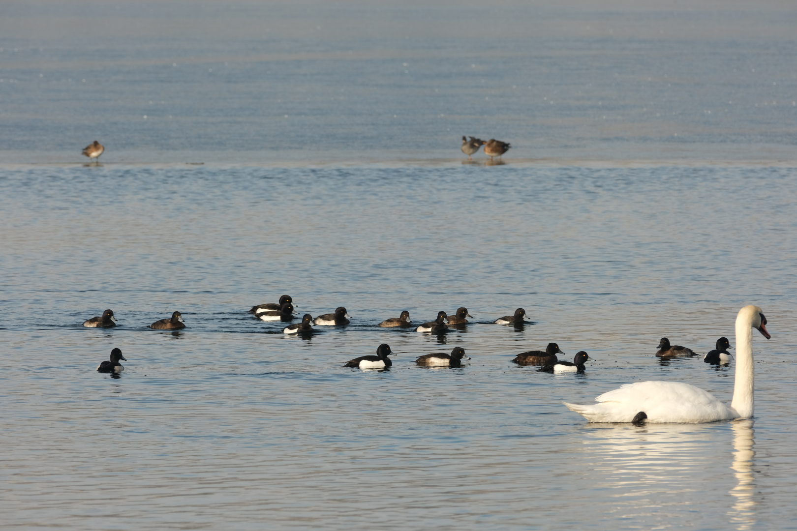 Reiherenten und Schwan sammeln sich im eisfreien Teil des Fermasees.