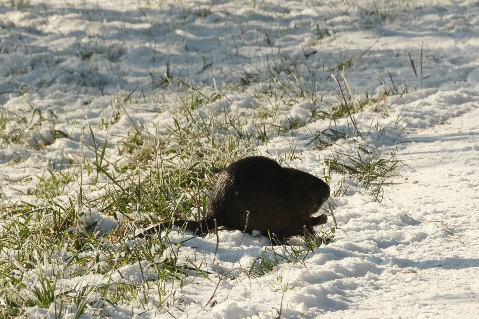 Eine Biberratte auf der Suche nach unverschneitem Gras.