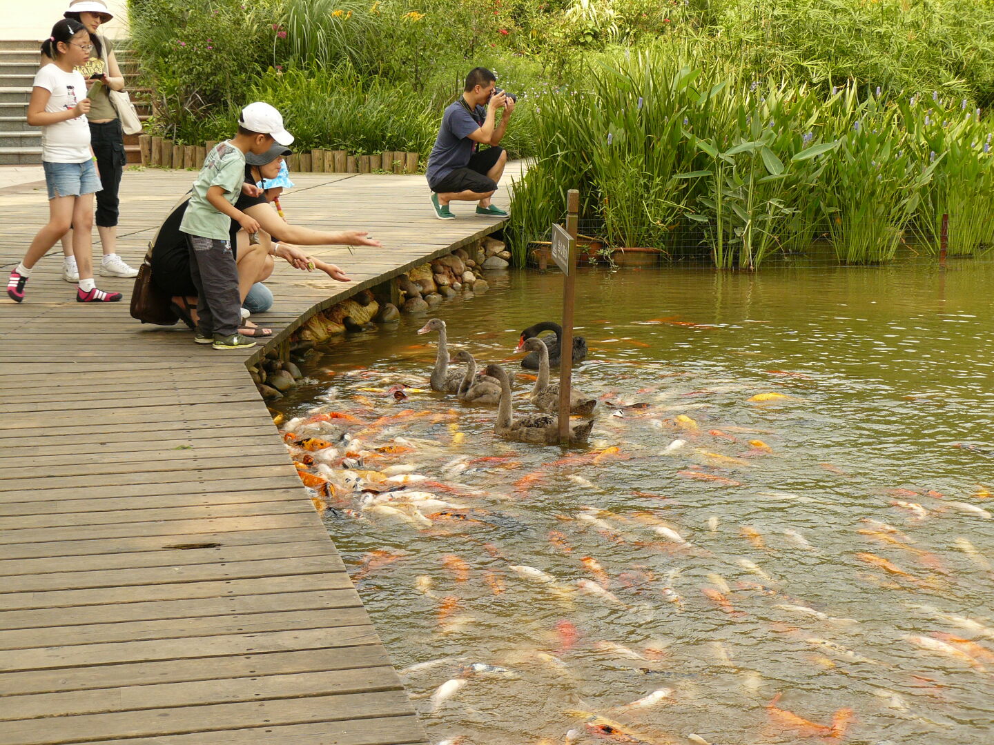 The swans were only mildly irritated by the goldfish.