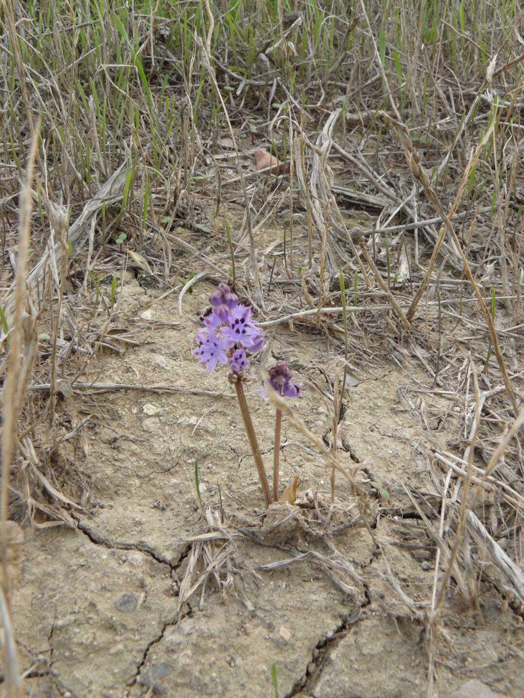 Orchidee in der Salzlandschaft von Macalube.