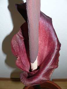 amorphophallus flower