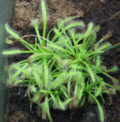 drosera plant