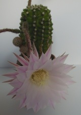flower of echinopsis cactus
