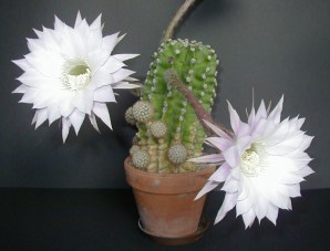 flower of echinopsis cactus