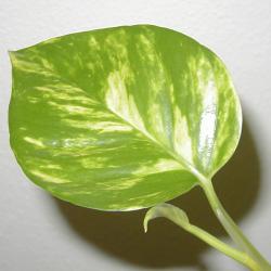 leaf of Epipremnum pinnatum