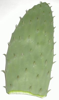 cut cactus leaf