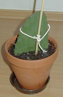 cactus in pod