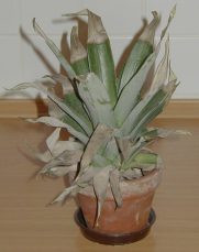 pineapple in pot