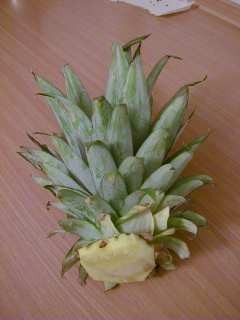 pineapple - top part