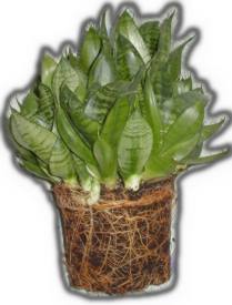 sansevieria root system