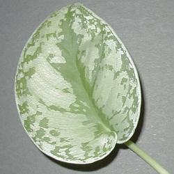 leaf of Scindapsus pictus